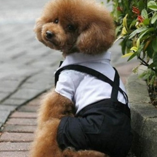 Suit Puppy Jumpsuit Tuxedo Bow Tie Coat